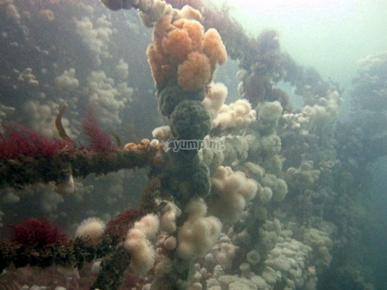 The Scylla Reef The Scylla Reef